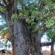 Huge Baboa tree in the German War Cemetry